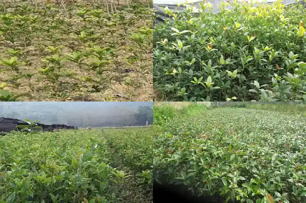 桂花适合种在院子的什么位置1686271171853