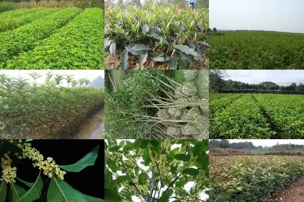 月桂花树盆景栽培技术要点有哪些1686271192924