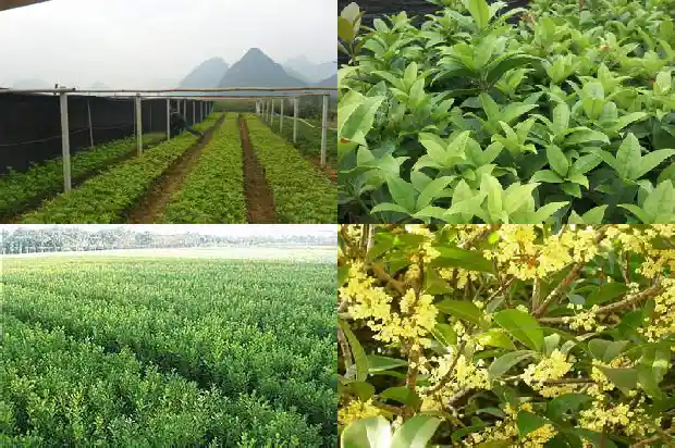 桂花盆景养护注意事项1686271211080