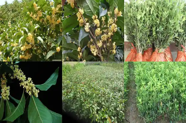 月桂花怎么养才开花快1686271242384