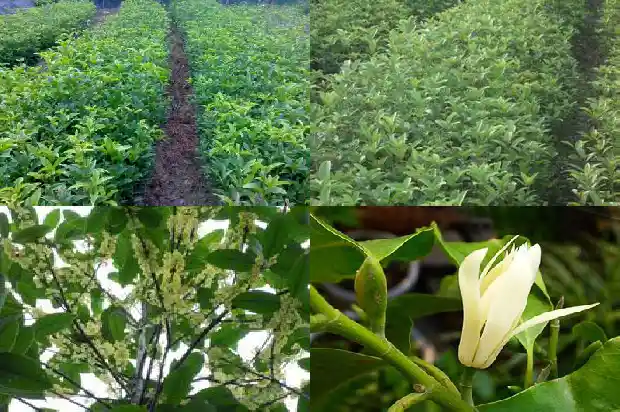 月桂花怎么养才开花快1686271242432