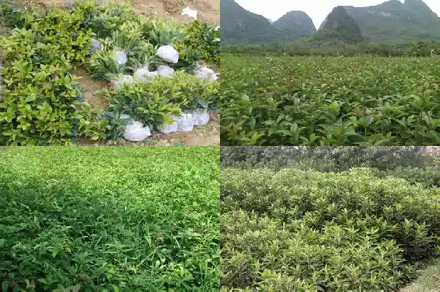 桂花怎么养才开花好1686271262519