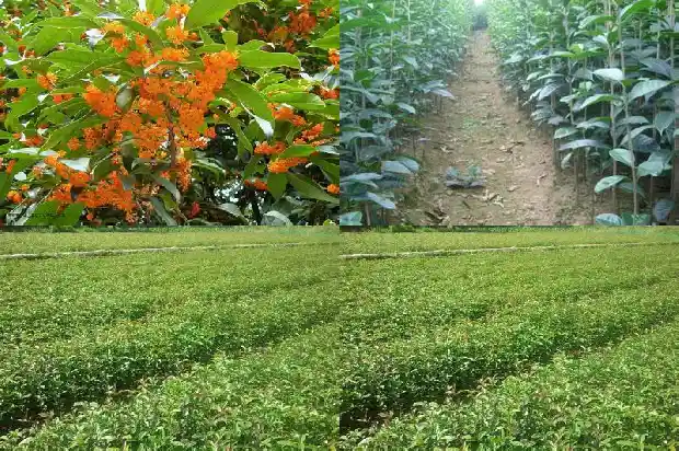 桂花怎么养才开花好1686271262567