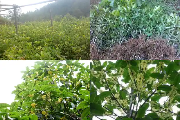 桂花盆栽可以放家里吗1689121758046