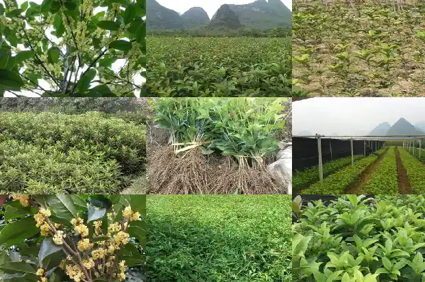 桂花怎么养能开花1686271280122