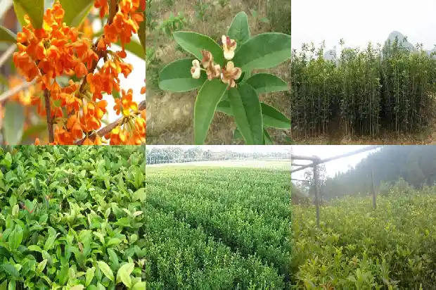 桂花怎么养能开花1686271280169
