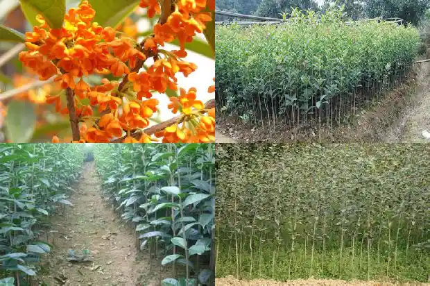 桂花耐寒多少度1686271314297