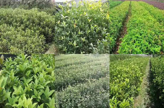 桂花耐寒多少度1686271314344