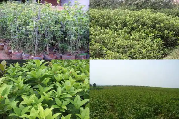 桂花耐寒多少度1686271314391