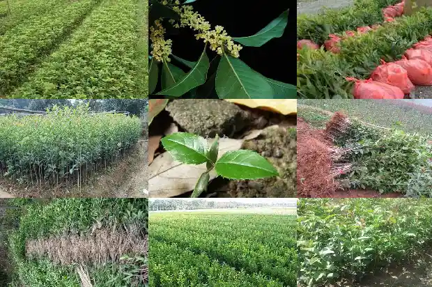 每月开的桂花是什么1686271361131