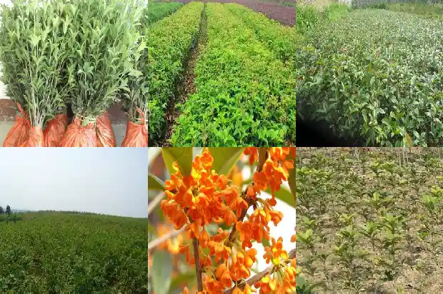 每月开的桂花是什么1686271361274