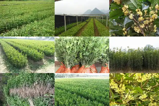 桂树开的花是桂花吗还是桂花呢1686271380760