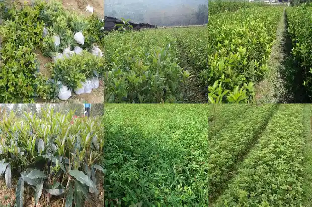 桂树开的花是桂花吗还是桂花呢1686271380807