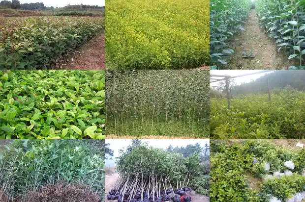 桂花是树还是花?1686271400973