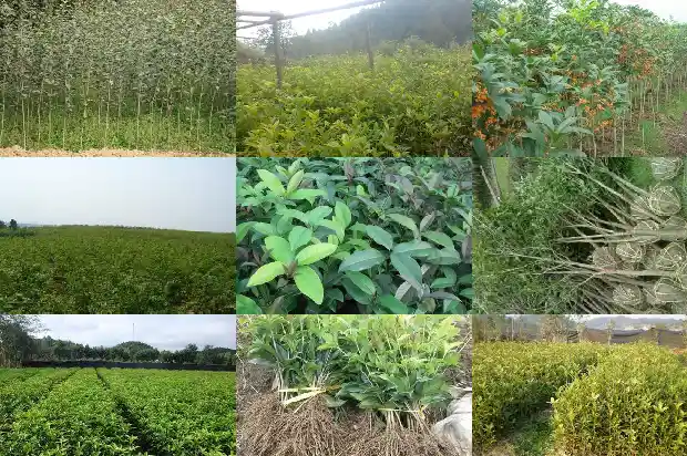 桂花是树还是花?1686271401020