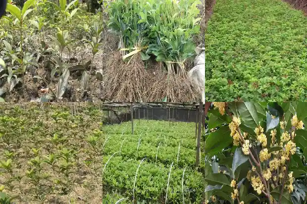 不开花的桂花树叫什么1686271443521