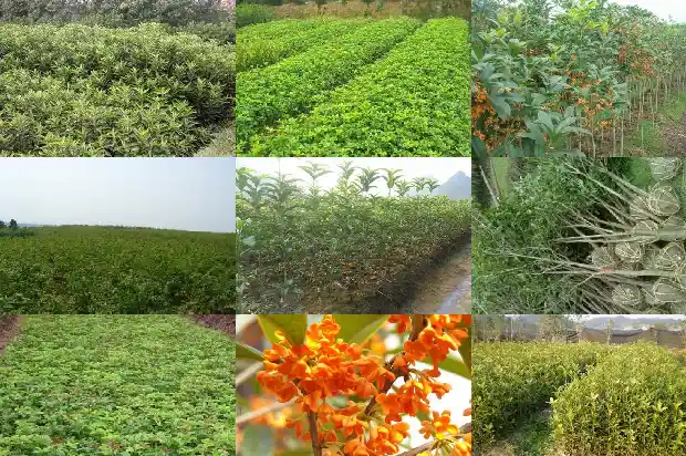 不开花的桂花树叫什么1686271443616