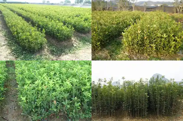桂花树多大能开花了1690418391187