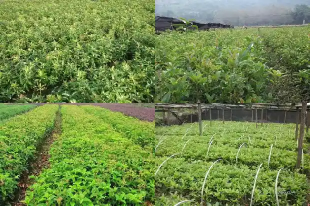 浏阳桂花树批发价格表最新消息1690331374904