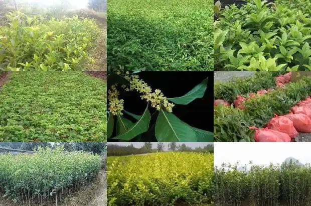 桂花树是不是有不开花的1686271468573