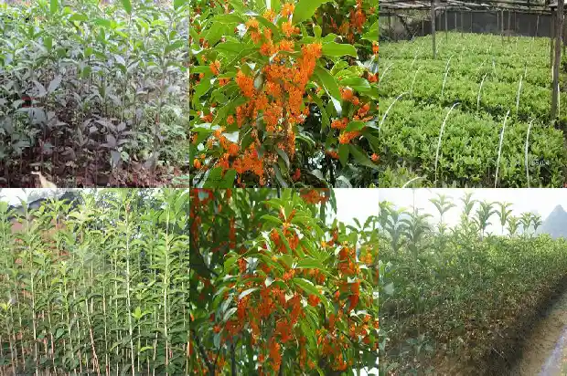 桂花树上开的花有什么用1686271490278