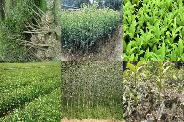 桂花开花结果叫什么1686271557467