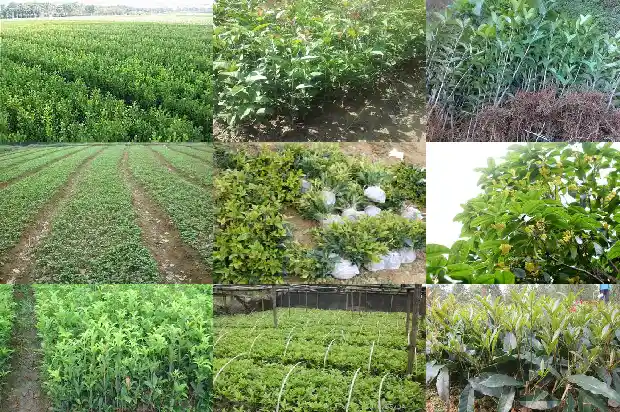 桂花开花结果叫什么1686271557515