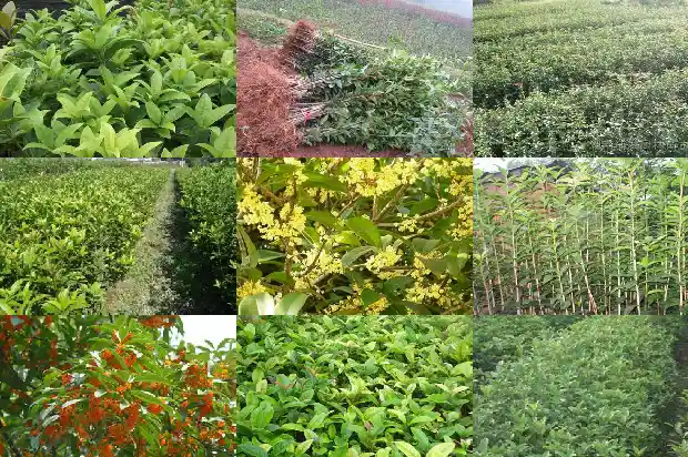 桂花是在哪个季节开花1686271574986