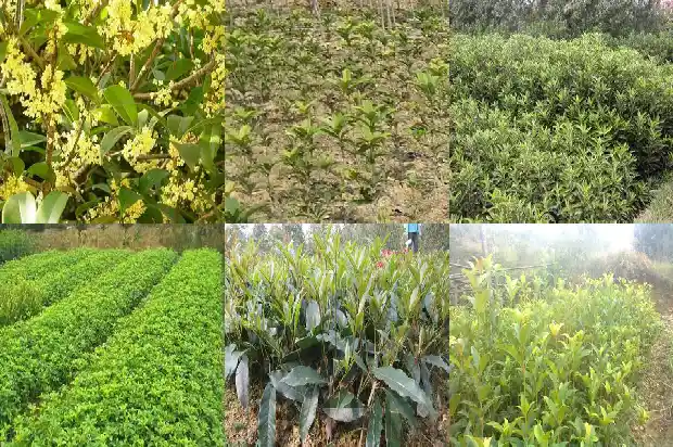 桂花是在哪个季节开花1686271575034