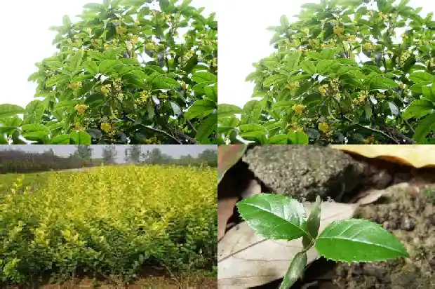 桂花是在哪个季节开花1686271575082