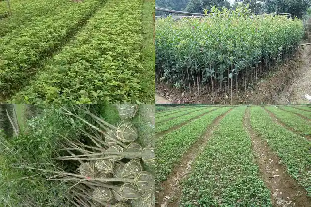 哪里的桂花最出名1688520123983