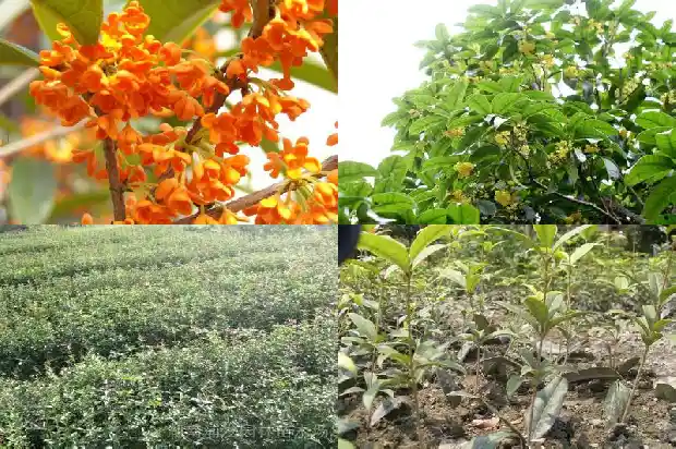 桂花什么温度开花1686271689599