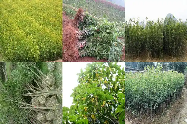 金桂花眼膜贴可以天天敷吗1689207827164
