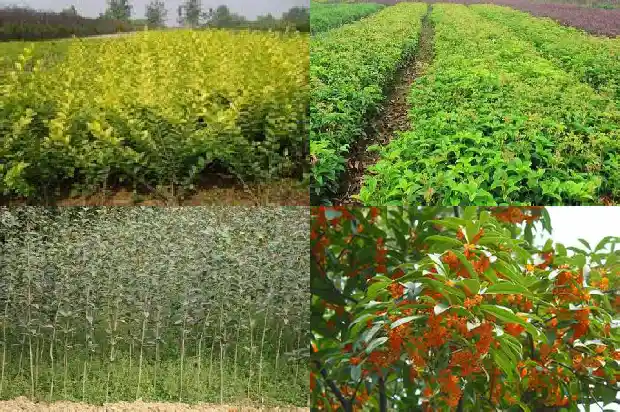 桂花什么温度下开花1686271734056