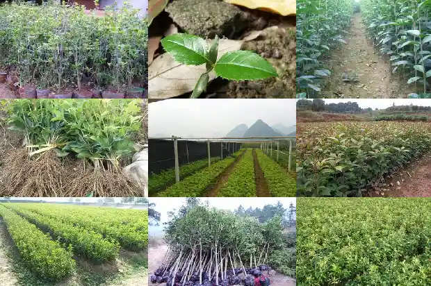 桂花什么温度下开花1686271734104