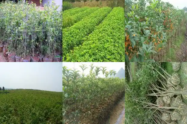 桂花什么温度下开花1686271734152