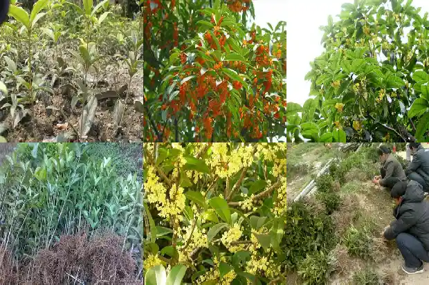 桂花什么温度下开花1686271734200