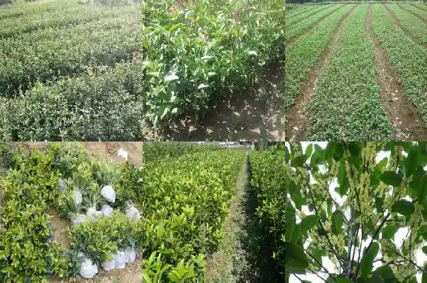 每个月都开花的桂花树叫什么名字1686271851470