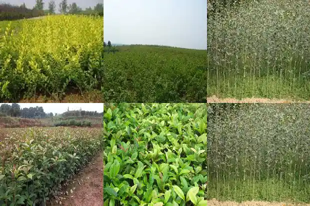 每个月都开花的桂花树叫什么名字1686271851518