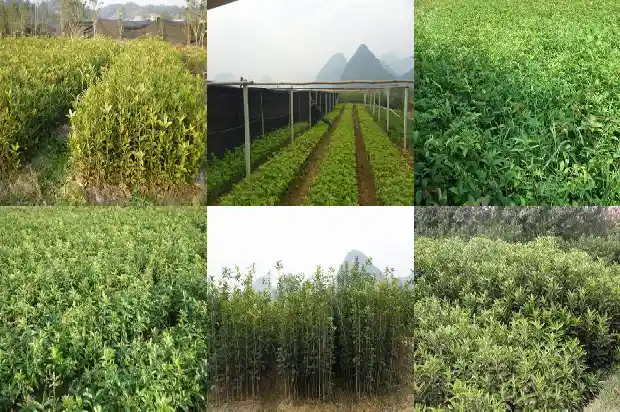 每个月都开花的桂花树叫什么名字1686271851566