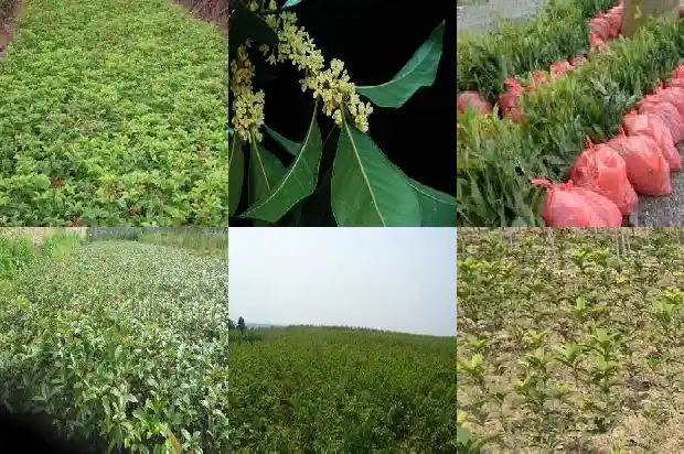 桂花树的花是什么时候开的1686271871360