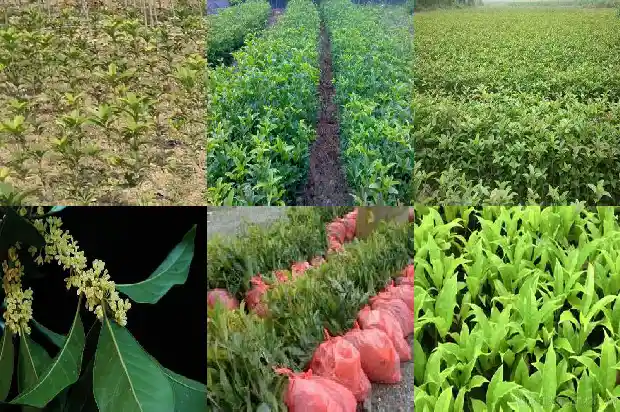 桂花树的花是什么时候开的1686271871404