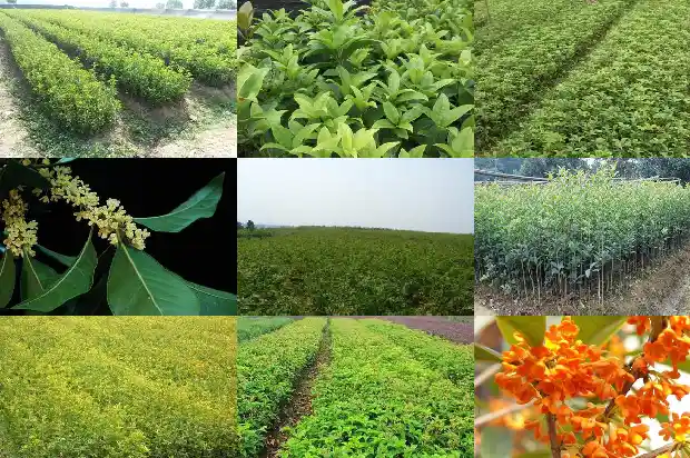 桂花树的花是什么时候开的1686271871452