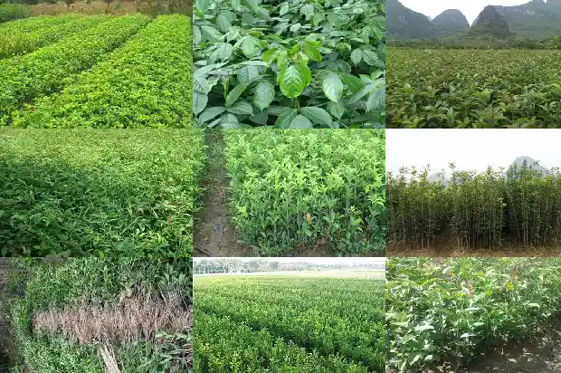 每个月都开花的桂花树有哪些品种1686271888992