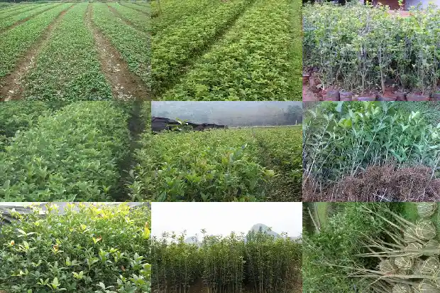 每个月都开花的桂花树有哪些品种1686271889039