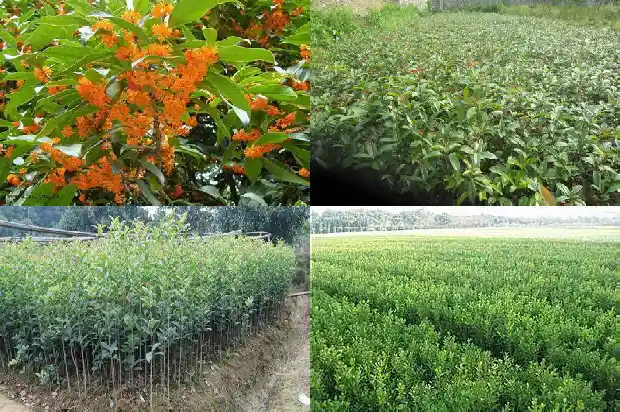 桂花的花瓣什么形状1690763753108