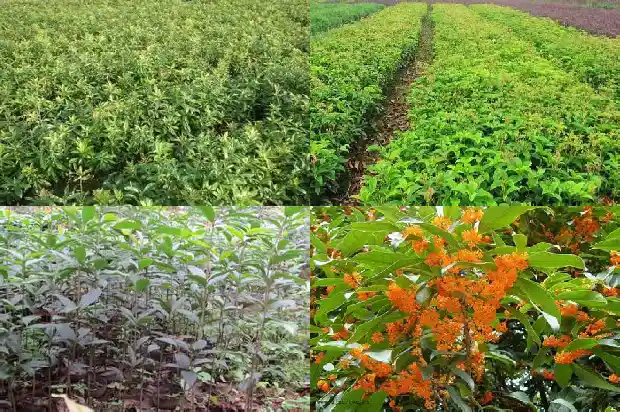桂花树每年什么时候开花结果1686271973495