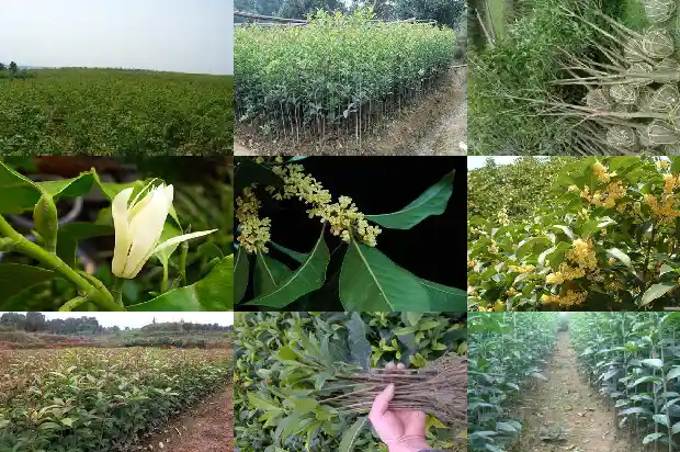 桂花树每年什么时候开花结果1686271973590