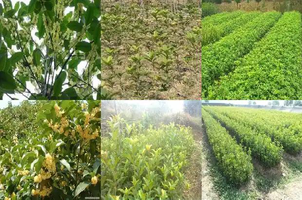 桂花树每年什么时候开花结果1686271973638