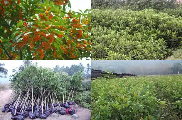 桂花树一般几月开花结果1686271985516